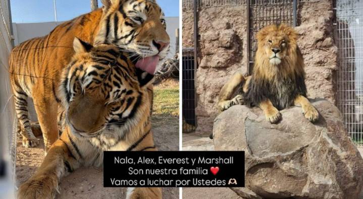 “No comían perros”: dueña de leones y tigres en Pachuca exige devolución tras cateo
