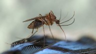 Eastern Equine Encephalitis emerges in Chatham and Effingham Counties