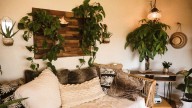 Buenas energías y fortuna: las plantas de interior que debes tener en tu casa, según el Feng Shui