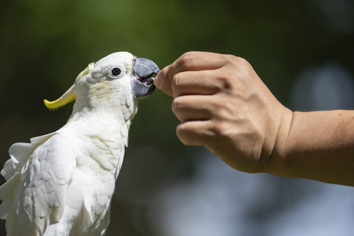 Nest boxes help endangered cockatoos find homes in urban Hong Kong