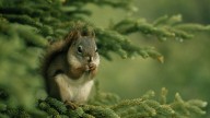 Los ataques de una ardilla agresiva aterrorizan a un vecindario en San Rafael, California