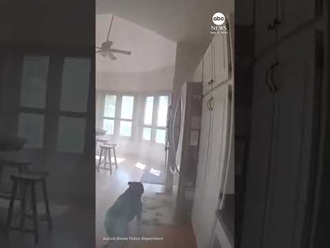Aurora police share video of officer rescuing dog from house fire