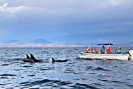 Realizaron prueba al Sistema de Monitoreo para Avistamiento y Nado con Orcas en La Paz 
