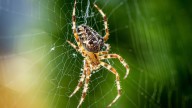 ¿Cómo identificar una picadura de araña y saber cuándo debes ir al médico?