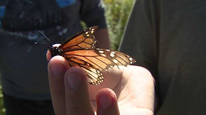 Poconos residents marvel at monarch migration amid tagging efforts