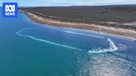 'Bubble curtain' ready to protect cuttlefish as algal bloom persists in SA