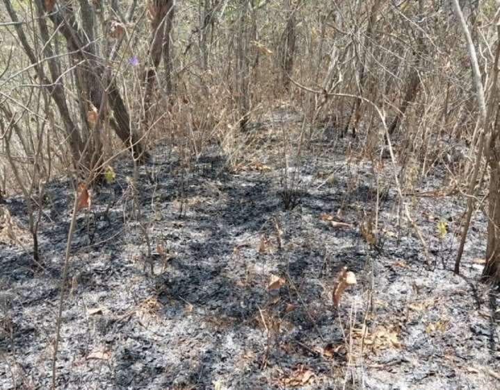 Tumbes: controlan incendio forestal que afectó al Parque Nacional Ceros de Amotape