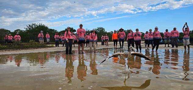 Anillan 546 polluelos de flamenco en Ría Lagartos y Ría Celestún