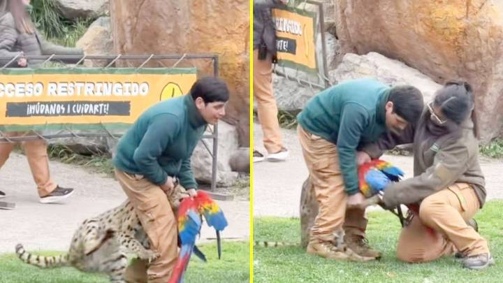 Tragedia en el Buinzoo: Guacamayo muere tras ser atacado por un serval en plena exhibición al público