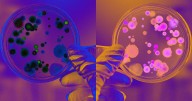 Scientists Debate to Halt Type of Research That Could Destroy All Life on Earth Should Be Halted