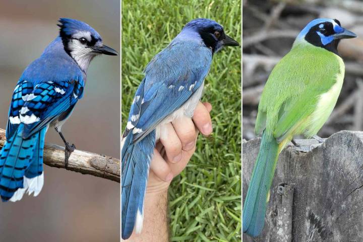 New Blue Jay and Green Jay Bird Hybrid Discovered in Texas, Scientists Report