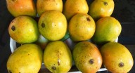 Can a mango a day keep diabetes away? US scientists say it may cut the risk
