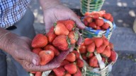 Irapuato siembra casi 30 veces menos fresa que hace 50 años; Museo de la Fresa promueve su producción y consumo