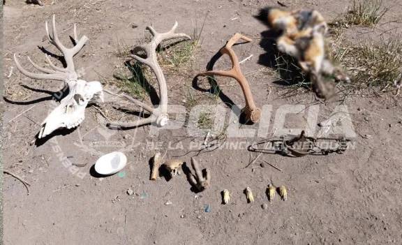 Secuestran más de 300 municiones, un arma de fuego y restos de animales protegidos