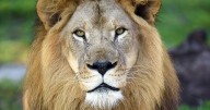 Zoo Miami's last lion, Kwame, dies weeks after his brother. Will there be a new pride?