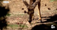 Colorado Parks and Wildlife seeking input on how to manage mule deer population