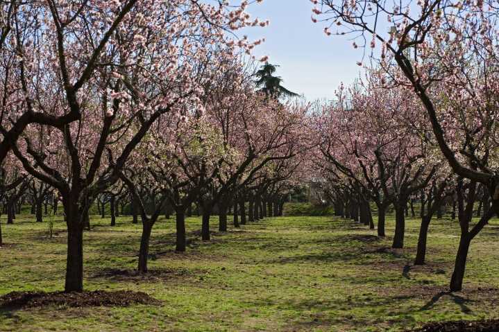La Quinta de los Molinos, el oasis madrileño que ya es Bien de Interés Cultural