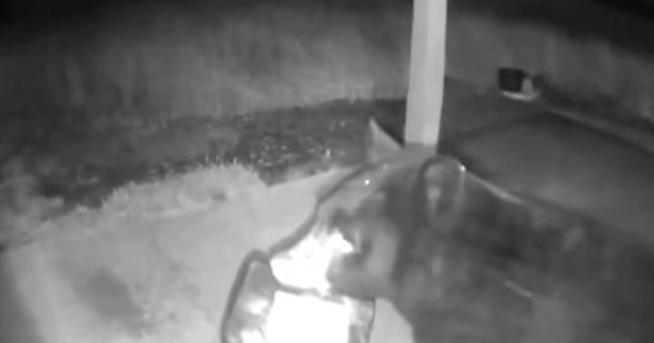 Video of black bear prompts warning by Washington wildlife officials to secure food deliveries