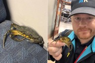 Live Crab Found Relaxing on First Class Seat of Commuter Train