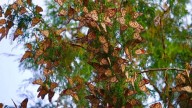 Tamaulipas impulsa conservación de la ruta migratoria de la Mariposa Monarca