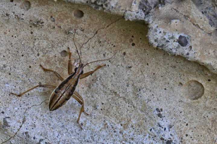CDC issues warning as deadly insect-borne disease spreads