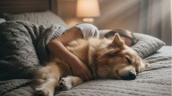 ¿Se ha muerto tu mascota? En esta empresa española ya podrás faltar una semana al trabajo por la pérdida de tu perro o gato