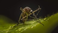 COTIC pide que se suspenda fumigación vs. dengue en Cuetzalan