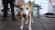 ¡Se viene un gran proyecto! Calvillo apuesta por el bienestar animal con su primera clínica de esterilización municipal