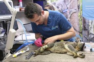 Australia approves world-first vaccine to save koalas from chlamydia – Winnipeg Free Press