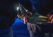 Arrestos migratorios en EE.UU. cayeron 14% en agosto pese a ofensiva de deportaciones