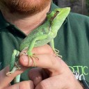 Iguana Hatches Eight Babies in Virgin Birth