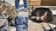 Hawaii Rescuers Shocked After Finding A Helpless Creature Stuck In A Concrete Wall