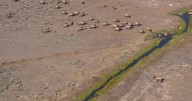 Aerial surveys help keep track of Montana's wildlife