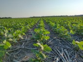 Los productores agropecuarios celebran su día: tres historias que destacan los roles sustentables
