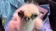 Against all odds, these birds of prey are returning to the wild