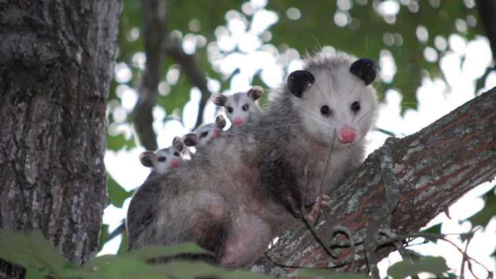 Entre mitos y realidades: la fauna silvestre que habita Caracas