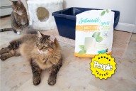 The Best Cat Litter We Tested: Fresh Step, Arm and Hammer, and More