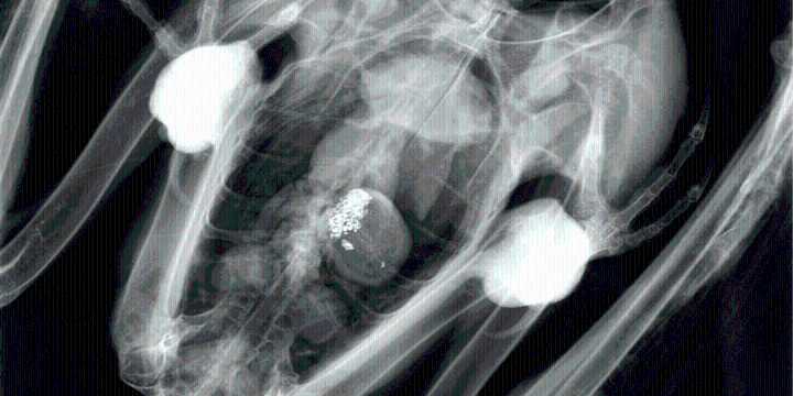 Bald eagle's deadly lead poisoning renews concerns ahead of deer hunting season