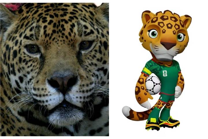 Y hablando de jaguares: ¿cuántos hay en México? Población creció 10% desde 2018
