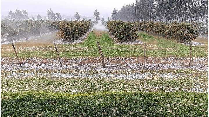 El granizo afectó a quintas citrícolas en el norte entrerriano