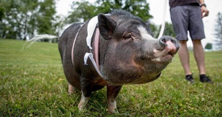 PETA sues Virginia Tech over withheld records regarding minipig deaths