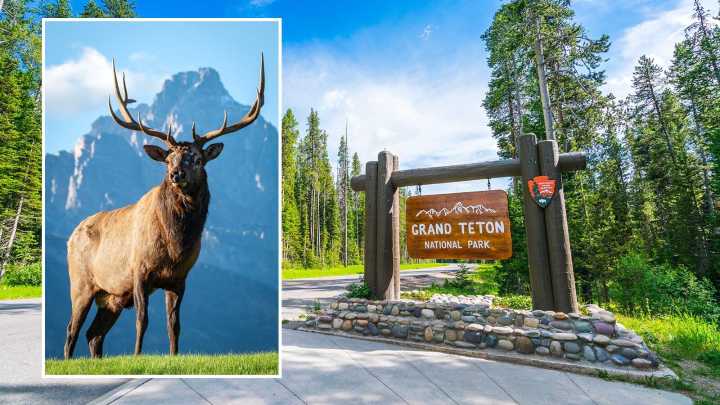 Jackson Photographer Gets Once-In-A-Lifetime Shot Of Bull Elk And Grand Tetons