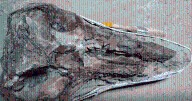Hallazgo histórico: exhiben en Perú el fósil de un delfín extinto hace 12 millones de años