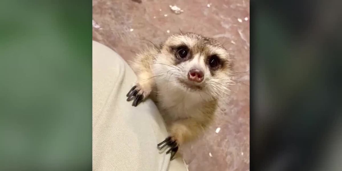 Henry Vilas Zoo mourns two beloved animals
