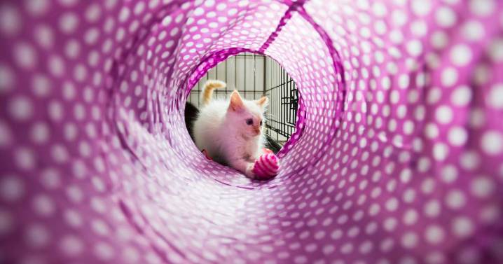 It's National Happy Cat Month. Here's what you need to know to keep your kitty content