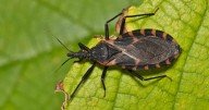 Chagas disease, or deadly kissing bug disease, has spread in the U.S. Here's what to know.