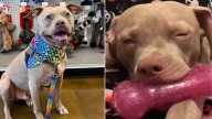 California Rescuers Heartbroken After Discovering The Sad Reason This Dog Clings To His Toys