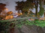 Fuerte temporal en Mar del Plata: caída de árboles, voladuras de techos y calles anegadas