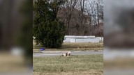 Michigan Rescuers Battle Time To Save A Starving Dog Lost And Alone In The Streets