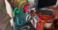 Bomberos atrapan víbora en una casa